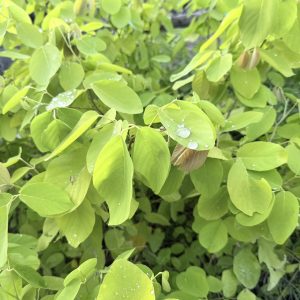 ต้นทองนพเก้าแท้ ความสูง 30-40 ซม. แถมฟรี 1 ต้น