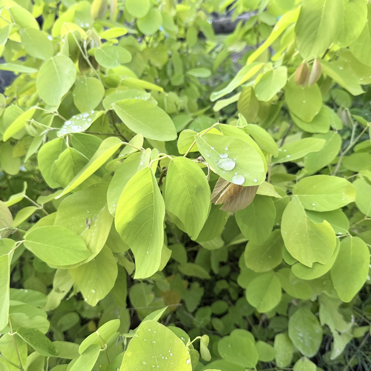 ต้นทองนพเก้าแท้ ความสูง 30-40 ซม. แถมฟรี 1 ต้น