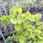 ต้นทองนพเก้าแท้ ความสูง 30-40 ซม. แถมฟรี 1 ต้น รูปที่ 8