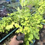 ต้นทองนพเก้าแท้ ความสูง 30-40 ซม. แถมฟรี 1 ต้น รูปที่ 6