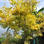 ต้นทองนพเก้าแท้ ความสูง 30-40 ซม. แถมฟรี 1 ต้น รูปที่ 7