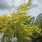 ต้นทองนพเก้าแท้ ความสูง 30-40 ซม. แถมฟรี 1 ต้น รูปที่ 1